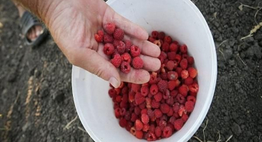 Správná péče o maliny v červenci a srpnu, po sklizni